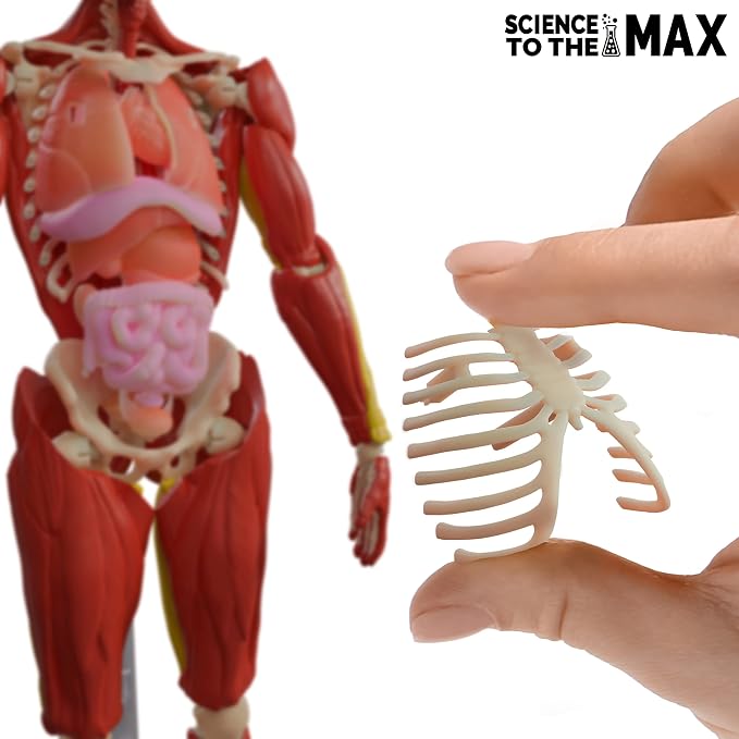 Be Amazing! Toys Interactive Human Body Anatomy Figure, 60 Pieces, Ages 8+ | Fully Poseable, 14" Tall Model, 60 Pieces with Removable Muscles, Organs, Bones - Educational STEM Toy for Boys & Girls 8+