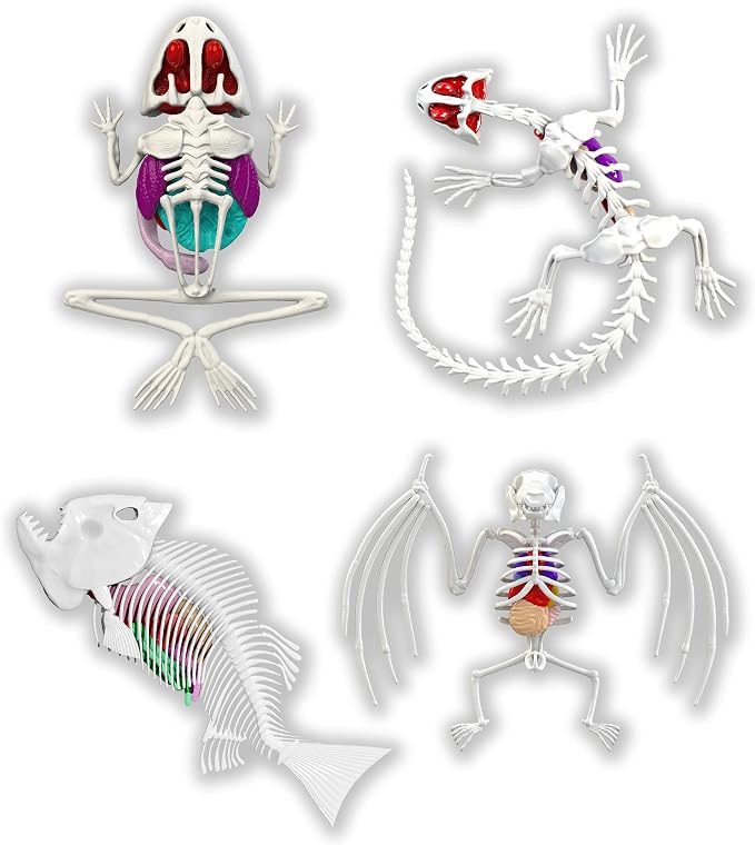 Dissect-It, Variety Animal Dissection Kit, STEM Toys for Kids, Ages 6+ | Multiple Animal Models, Explore Realistic Organs & Complete Skeletons, Then Rebuild with 2 Gel Refill Packs
