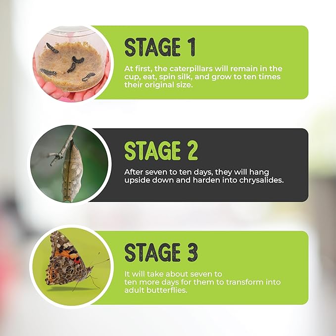 5 Live Caterpillars for Butterfly Kits, Refill with Food, Rearing Supplies | Watch caterpillar to butterfly metamorphosis: includes food, mister, feeder, sugar, eye dropper and easy instructions