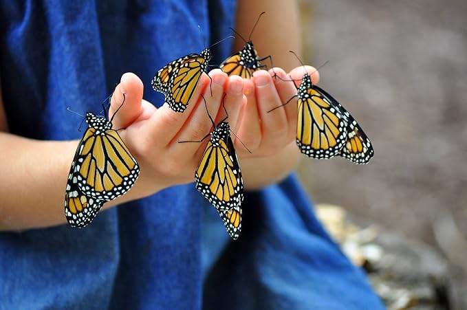 Nature Bound Butterfly Growing Kit - Live Caterpillar to Butterfly Project for Kids - Includes Voucher for Caterpillars, Green Pop-Up Enclosure, and STEM Learning Guide (Original Design)