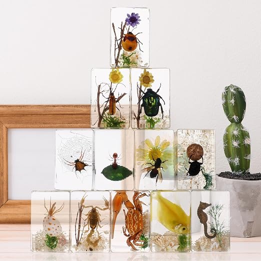 12 Pcs Insect Specimens for Kids Bug Collection Kit Real Specimens of Various Butterflies Beetles, Kids Biology Science Educational Toy, Back to School Gift for Classroom Teacher Student(Scenery)
