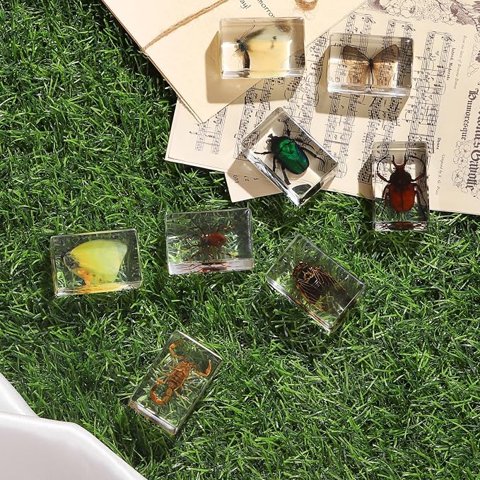 12 Pcs Insect in Resin Collection - Educational Bugs Specimen Set, for Home Desk Decor, Science Education, and Unique Display Supplies