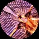 AmScope M162C-2L-PB10 1000X Dual Light Glass Lens Metal Frame Microscope | 40X-1000X Magnification Range