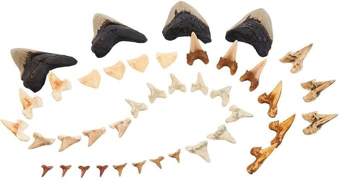 Kaplan Early Learning Company Super Shark Teeth Set - 40 Pieces