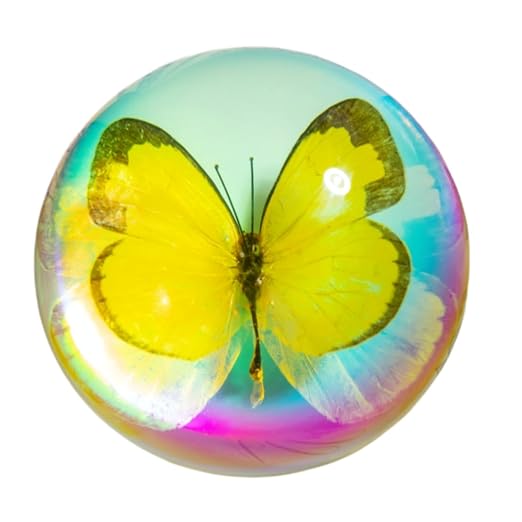 Real Butterfly Specimen in Resin,Insect Specimens for Education | Real resin butterfly & insect specimens. Great for education, biology study, insect lovers.