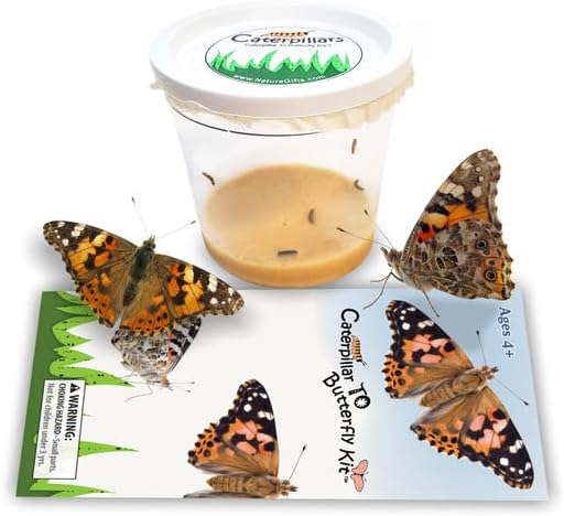5 Live Caterpillars for Butterfly Kits, Painted Lady Refill with Food | Watch caterpillar to butterfly metamorphosis: includes food, instructions, hands-on science for kids, guaranteed live arrival