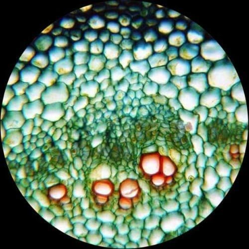 AmScope M150C-PS25 Series Portable Monocular Compound Microscope - 1000X | 40X-1000X Magnification Range Compound Biological Microscope LED Ring Light