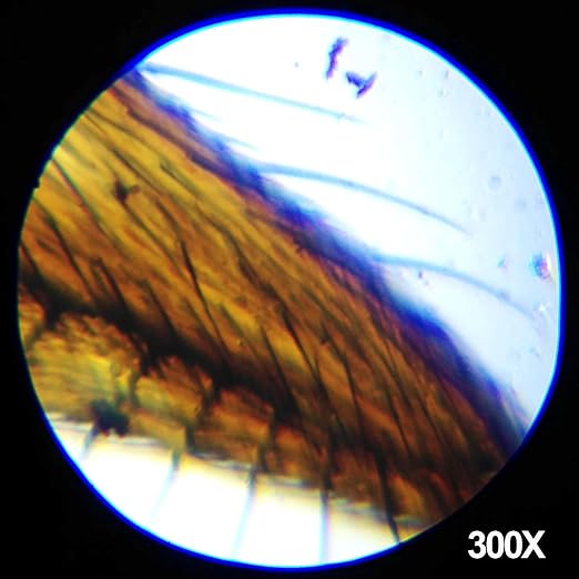 AmScope M30-ABS-KT1-WM 240X-480X-1200X Metal Arm Compound Microscope Kit | 120X-240X Magnification Range Compound Biological Microscope