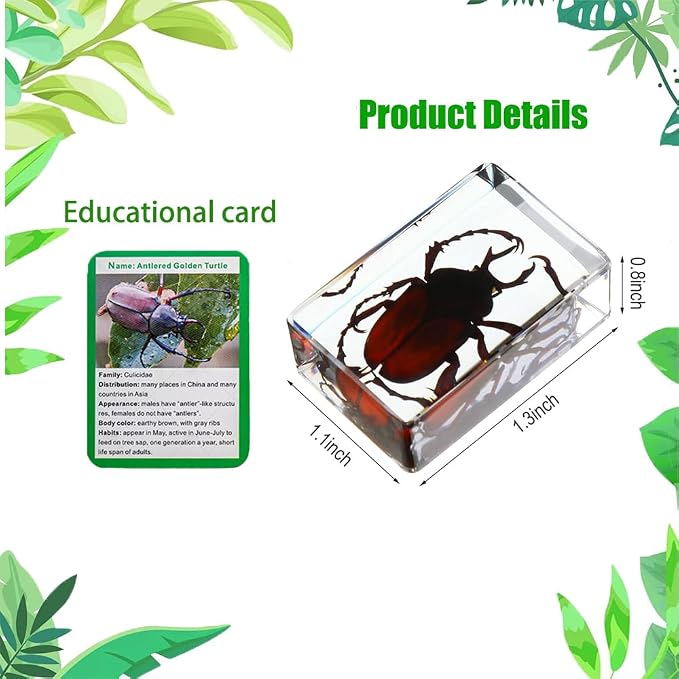 Insect in Resin Collection,Educational Bugs Specimen Set for Kids,Perfect for Preschool,Classroom Science and Home Displays (20 Insect Styles)