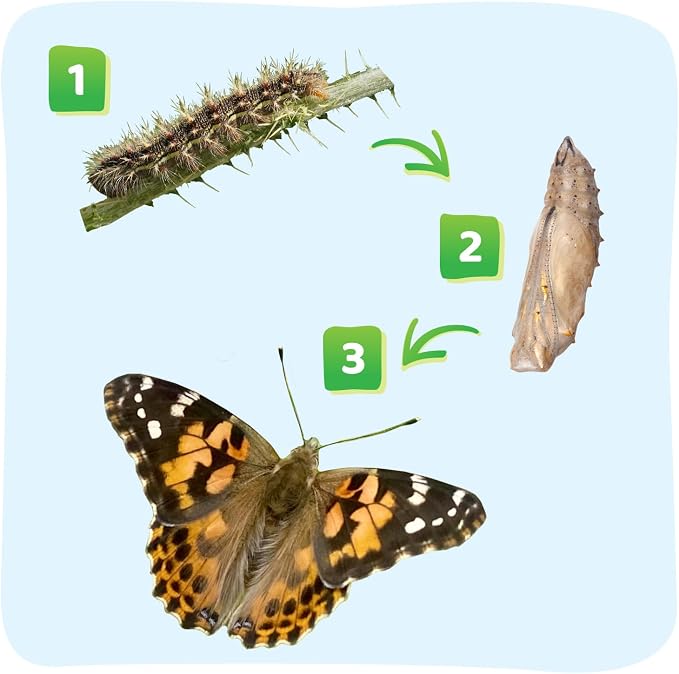Insect Lore Raise and Release Butterfly Garden Kit – Caterpillar Habitat with redeemable Voucher – STEM-accredited Butterfly Growing Kit for Kids, Classrooms, and Homeschool Learning (Pack of 12)