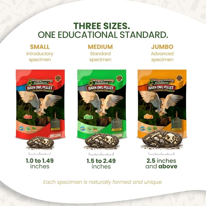 Barn Owl Pellets for Dissection, Solo Essentials Kit, Small 1-Pack by OBDK | Single-student set, forceps, picks and bone chart included