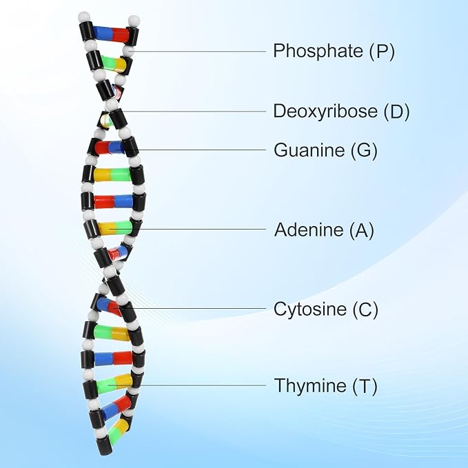 iplusmile DNA Model Kit Double Helix Structure, 3D Science Teaching Instrument for Biology Class, Genetics Learning Educational Toy for Students Kids Assembly Display