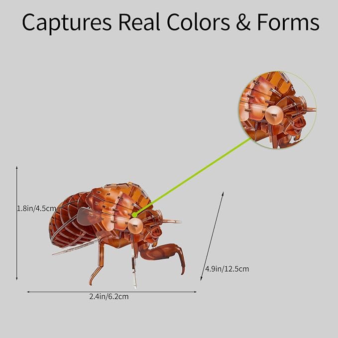 3D Acrylic Insect Puzzle DIY Bug Model Kit Animal STEM Gift | Building Kits Crafts Figurine Sculpture Nature Decoration Educational Display Toys for Kids Teens and Adults (Cicada Exuviae)