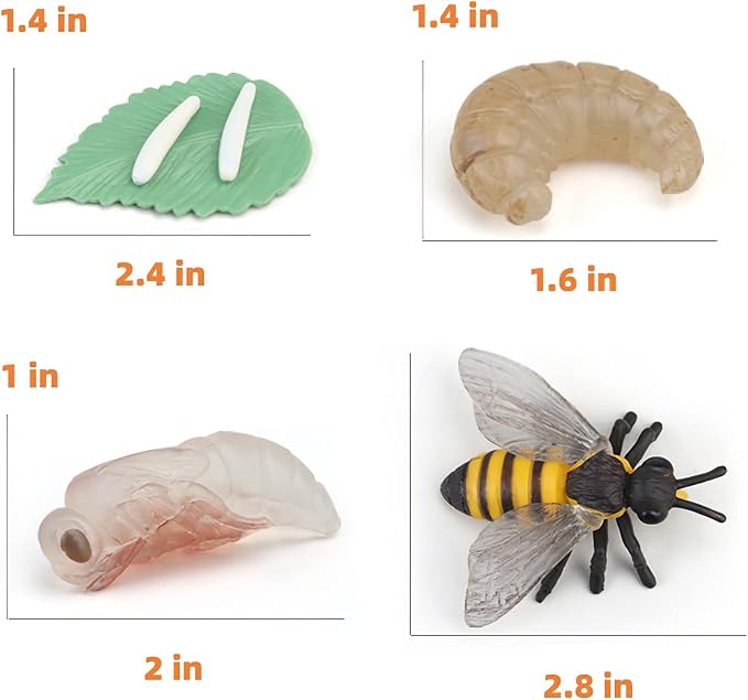 Montessori Bee Life Cycle with Flash Cards, Realistic Animal Figurines Toy, Animal Educational Matching Game for 3+ Year Old Kids (Bee)