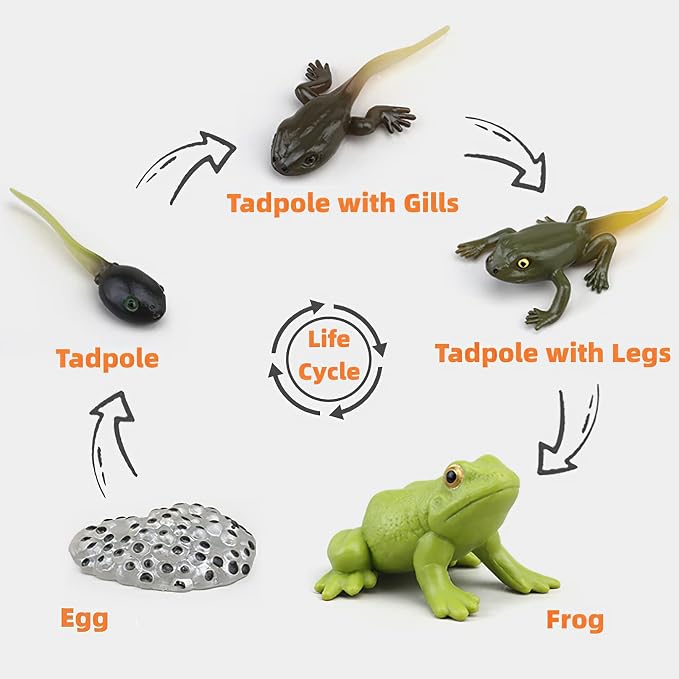 Montessori Frog Life Cycle with Flash Cards, Plastic Insects Tadpole to Frog Kit Toy, Realistic Animal Figurines