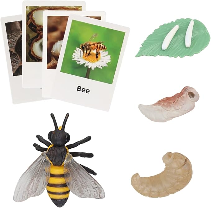 Montessori Bee Life Cycle with Flash Cards, Realistic Animal Figurines Toy, Animal Educational Matching Game for 3+ Year Old Kids (Bee)