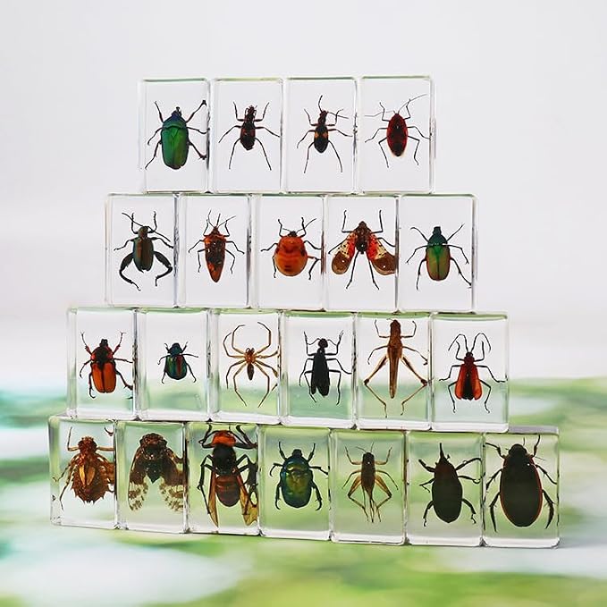 Insect in Resin Collection,Educational Bugs Specimen Set for Kids,Perfect for Preschool,Classroom Science and Home Displays (20 Insect Styles)