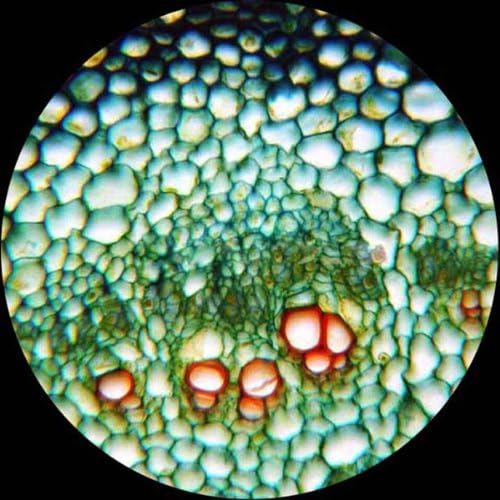 AmScope M162C-2L-PB10 1000X Dual Light Glass Lens Metal Frame Microscope | 40X-1000X Magnification Range