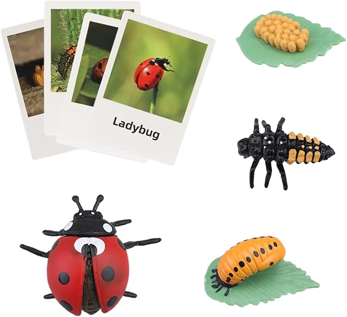 Montessori Life Cycle Animal Figures with Flash Cards, Realistic Animal Figurines Toy, Educational Matching Game for 3+ Year Old Kids (Ladybug)