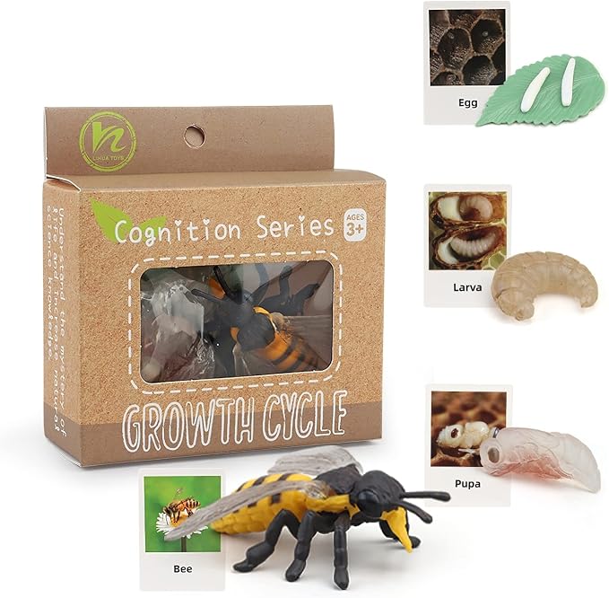 Montessori Bee Life Cycle with Flash Cards, Realistic Animal Figurines Toy, Animal Educational Matching Game for 3+ Year Old Kids (Bee)