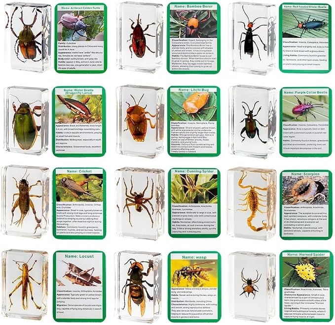 Insect in Resin Collection,Educational Bugs Specimen Set for Kids,Perfect for Preschool,Classroom Science and Home Displays (20 Insect Styles)
