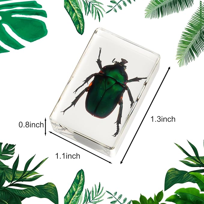 12 Pcs Insect in Resin Collection - Educational Bugs Specimen Set, for Home Desk Decor, Science Education, and Unique Display Supplies
