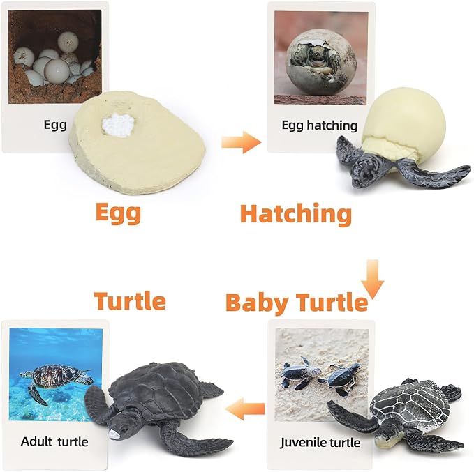 Montessori Life Cycle Animal Figures with Flash Cards, Realistic Animal Figurines Toy, Educational Matching Game for 3+ Year Old Kids (Turtle)
