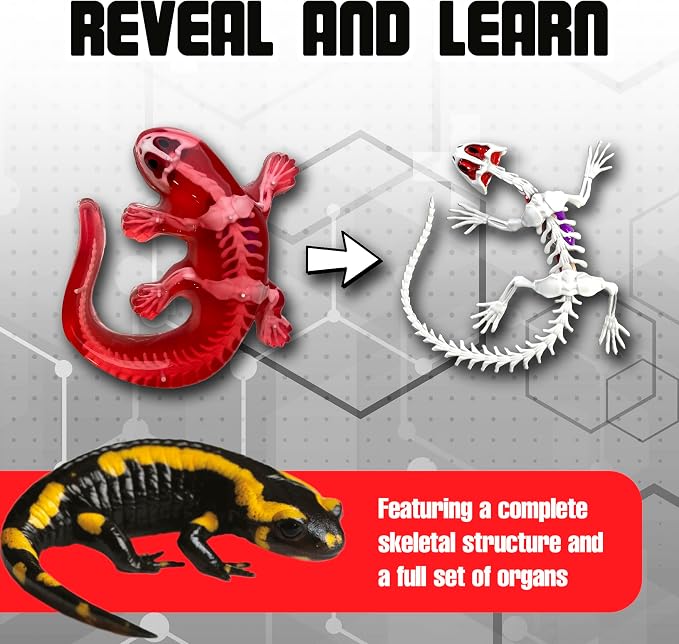 Dissect-It Kit for Kids, Simulated Synthetic Lab Dissection Toy, Salamander STEM Toys for Animal Science, Biology, and Anatomy | Salamander Anatomy, Examine Realistic Organs & Complete Skeleton, Then Rebuild with 2 Gel Refill Packs for STEM Learning