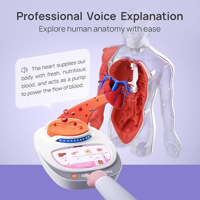 Science Can Human Body Model for Kids, Interactive Anatomy Learning Toys | 11" Human Anatomy Model, Knowledge/Quiz Mode, 15pcs Removable Parts, Learning Booklet, Educational Toy, Gifts for Kids Age 6+