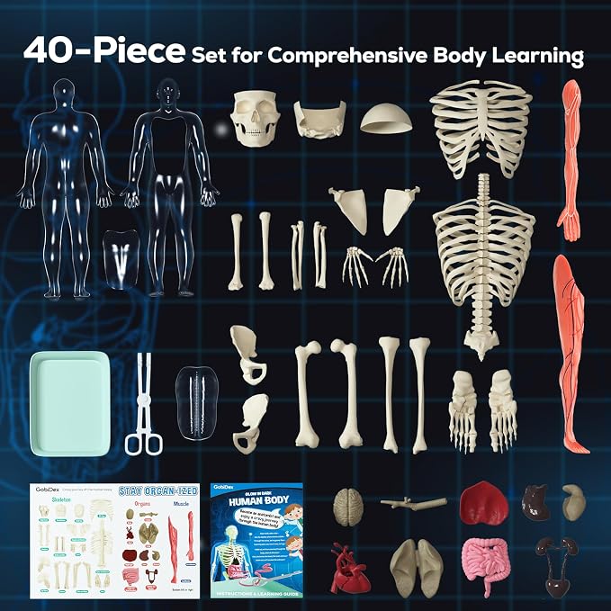 GobiDex Human Body Skeleton Model Kit, Glow in The Dark Science Kit for Kid | 40 Piece Anatomy Figure, STEM Educational Toys for Boys and Girls, Halloween Physiology Gifts for Kids Ages 8+