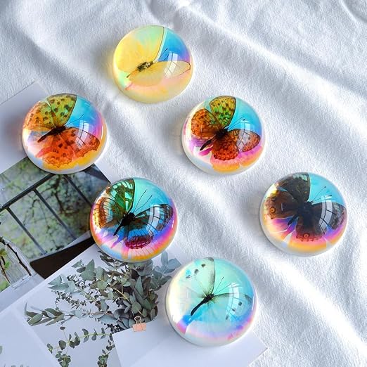 Real Butterfly Specimen in Resin,Insect Specimens for Education | Real resin butterfly & insect specimens. Great for education, biology study, insect lovers.