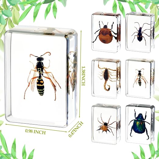 CroBlissful 6 Pcs Insect in Resin Specimen Bugs Collection Paperweights Bugs in Resin Bug Collection Kit for Kids Scientific Educational Toy Classroom Display Supplies