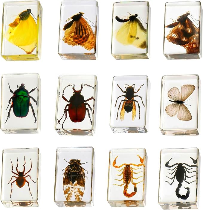 12 Pcs Insect in Resin Collection - Educational Bugs Specimen Set, for Home Desk Decor, Science Education, and Unique Display Supplies