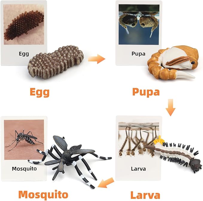 Montessori Life Cycle Animal Figures with Flash Cards, Realistic Animal Figurines Toy, Educational Matching Game for 3+ Year Old Kids (Mosquito)