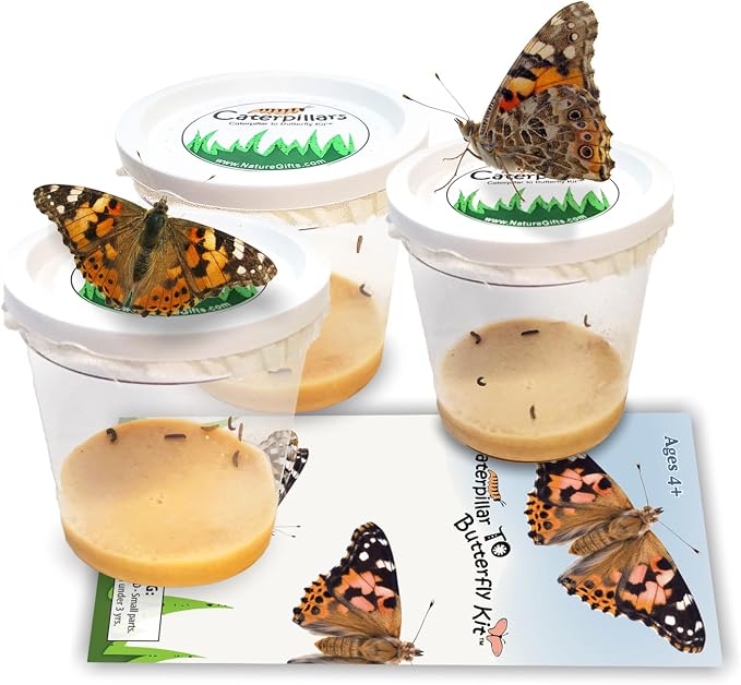 15 Live Caterpillars for Butterfly Kits, Painted Lady Refill with Food | Watch caterpillar to butterfly metamorphosis: includes food, instructions, hands-on science for kids, guaranteed live arrival