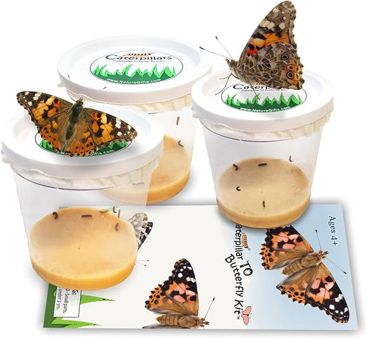 15 Live Caterpillars for Butterfly Kits, Painted Lady Refill with Food | Watch caterpillar to butterfly metamorphosis: includes food, instructions, hands-on science for kids, guaranteed live arrival