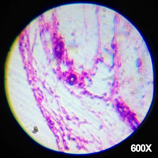 AmScope M30-ABS-KT1-WM 240X-480X-1200X Metal Arm Compound Microscope Kit | 120X-240X Magnification Range Compound Biological Microscope