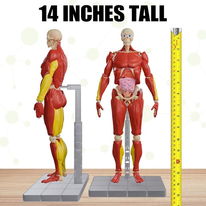 Be Amazing! Toys Interactive Human Body Anatomy Figure, 60 Pieces, Ages 8+ | Fully Poseable, 14" Tall Model, 60 Pieces with Removable Muscles, Organs, Bones - Educational STEM Toy for Boys & Girls 8+