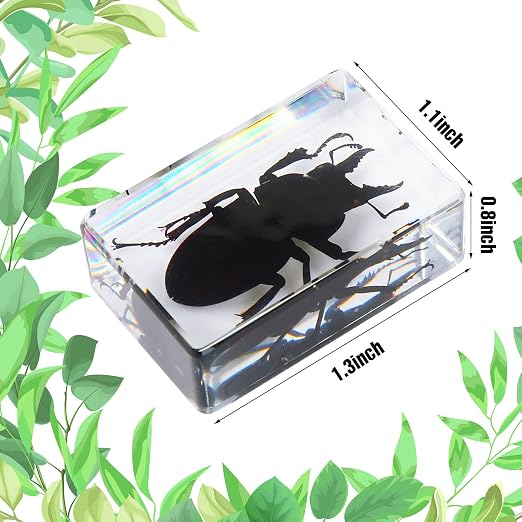 12 Pcs Insect Specimens for Kids Bug Collection Kit Real Specimens of Various Butterflies Beetles, Kids Biology Science Educational Toy, Back to School Gift for Classroom Teacher Student(Insect)