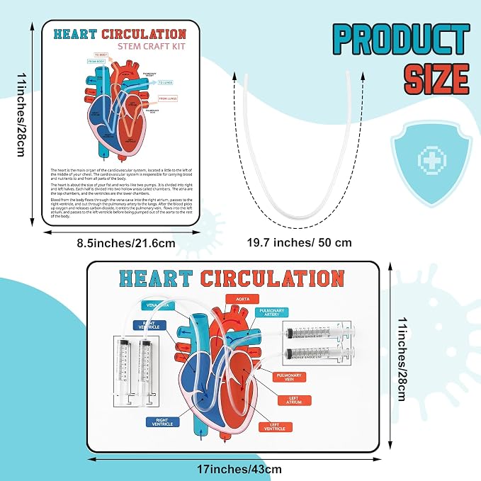 24 Set Stem Heart Circulation Activity Learning Craft Kit Heart Model | 17" x 11" Back to School Science Classroom Must Haves Practice Anatomy, Heart Blood Circulation Learning for Teacher Home VBS