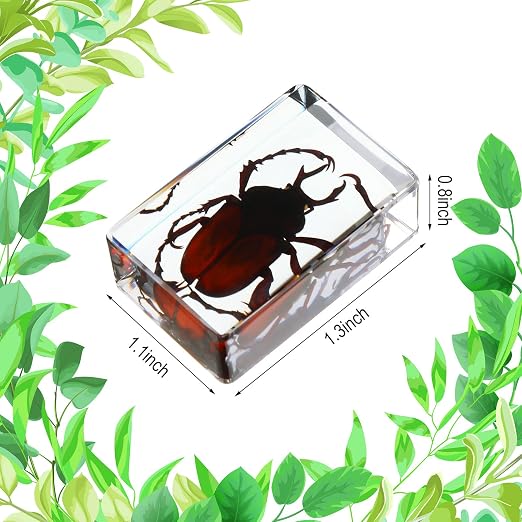 12 Pcs Insect Specimens for Kids Bug Collection Kit Real Specimens of Various Butterflies Beetles, Kids Biology Science Educational Toy, Back to School Gift for Classroom Teacher Student(Ladybug)