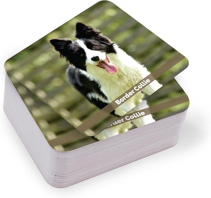Menique – Dogs Memory Matching Game – Bilingual – 80 Cards (40 Pairs) with Real Photographs – Educational Game for Kids and Adults