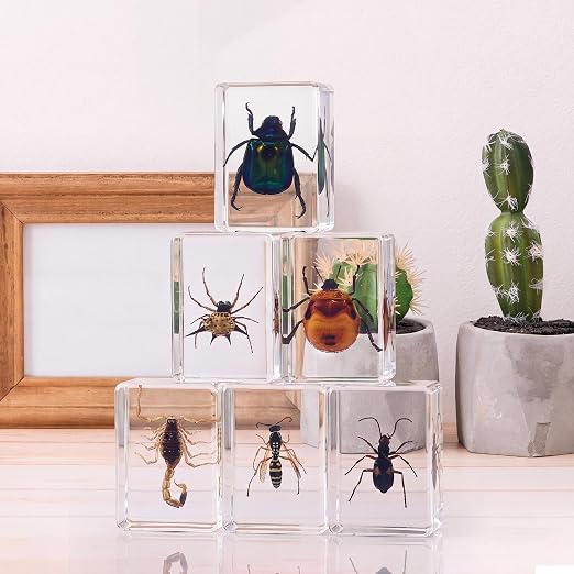 CroBlissful 6 Pcs Insect in Resin Specimen Bugs Collection Paperweights Bugs in Resin Bug Collection Kit for Kids Scientific Educational Toy Classroom Display Supplies