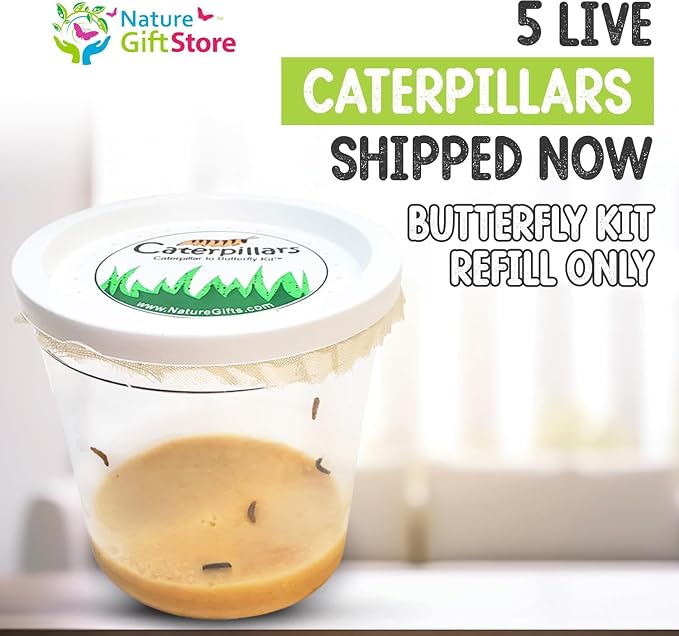5 Live Caterpillars for Butterfly Kits, Refill with Food, Rearing Supplies | Watch caterpillar to butterfly metamorphosis: includes food, mister, feeder, sugar, eye dropper and easy instructions
