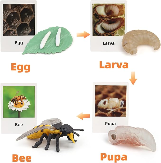 Montessori Bee Life Cycle with Flash Cards, Realistic Animal Figurines Toy, Animal Educational Matching Game for 3+ Year Old Kids (Bee)