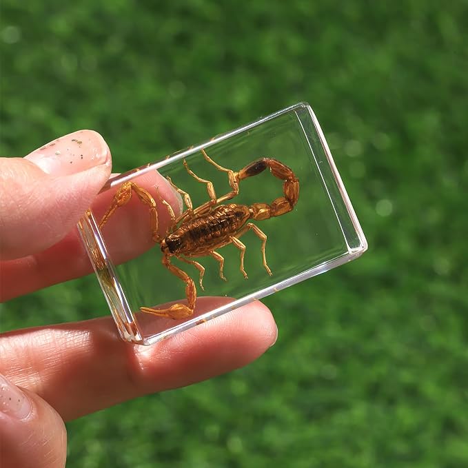 12 Pcs Insect in Resin Collection - Educational Bugs Specimen Set, for Home Desk Decor, Science Education, and Unique Display Supplies