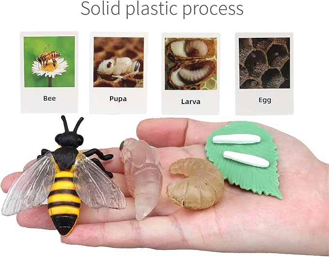 Montessori Bee Life Cycle with Flash Cards, Realistic Animal Figurines Toy, Animal Educational Matching Game for 3+ Year Old Kids (Bee)