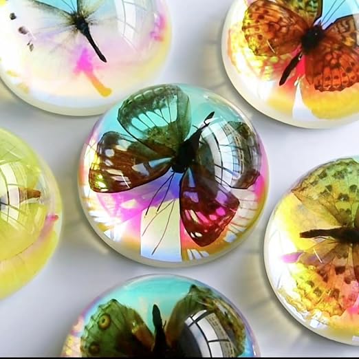 Real Butterfly Specimen in Resin,Insect Specimens for Education | Real resin butterfly & insect specimens. Great for education, biology study, insect lovers.
