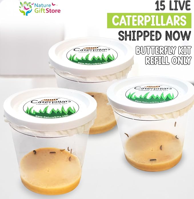 15 Live Caterpillars for Butterfly Kits, Painted Lady Refill with Food | Watch caterpillar to butterfly metamorphosis: includes food, instructions, hands-on science for kids, guaranteed live arrival