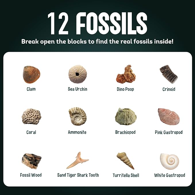 Gamerside Fossil Digging Kit, 12 Real Fossils & Dino Bones & Mess-Free Mat | Includes Learning Guide with Fossils Facts, Excavation Tools, Fun Paleontology Activity, Educational STEM Toys for Kids 6+